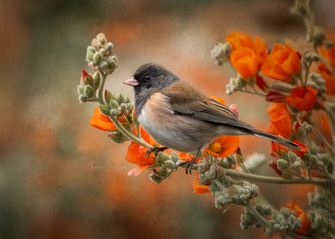 aHeartSoFull's tweet image. Photo Dump Day 6

Are you all good with a few more days of small birds?

#1 - Female Red-winged Blackbird  
#2 - Rock Pigeon   
#3 - Northern Shrike  
#4 - Dark-eyed Junco      

#smallbirds #nature #birdphotography