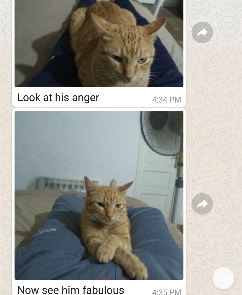 cat memes tweet media