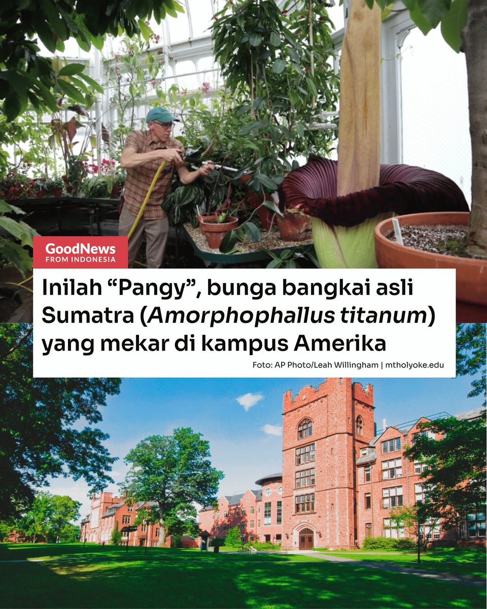 Good News From Indonesia tweet media
