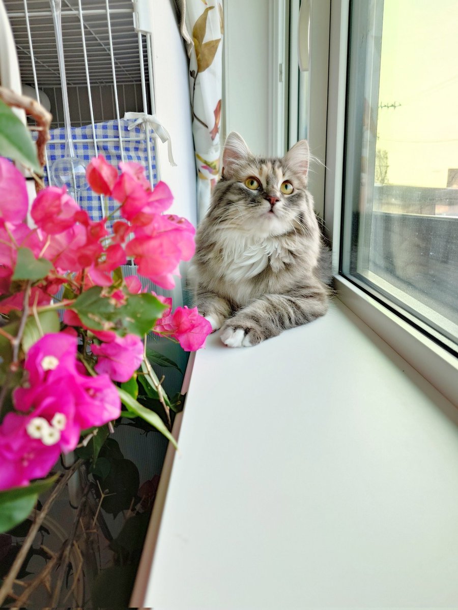 ㌍ おんたん tweet media