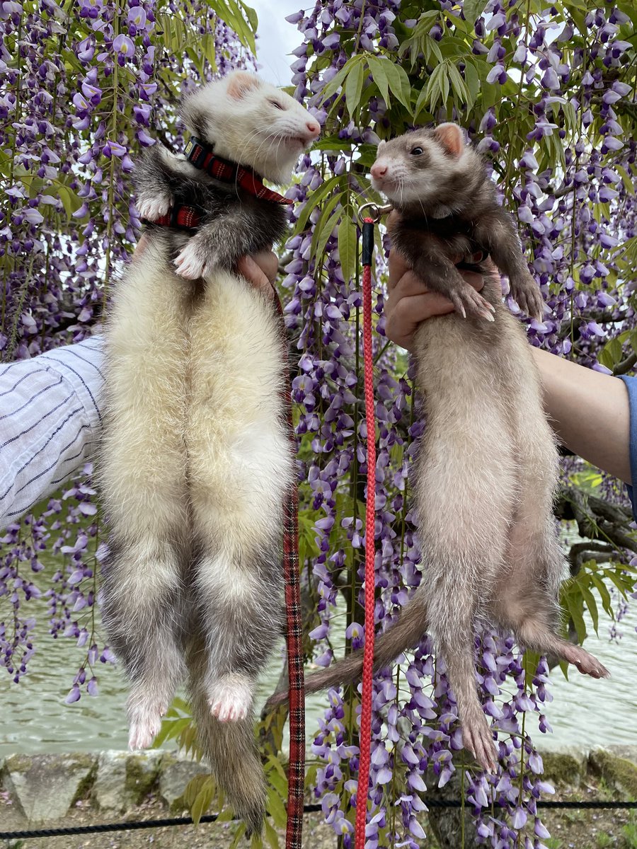 圧【あつ】 tweet media