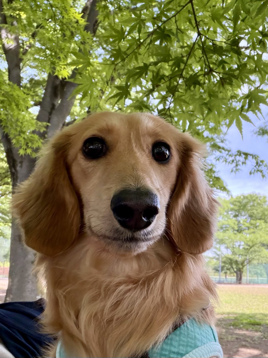 あっくんちのりっくん tweet media