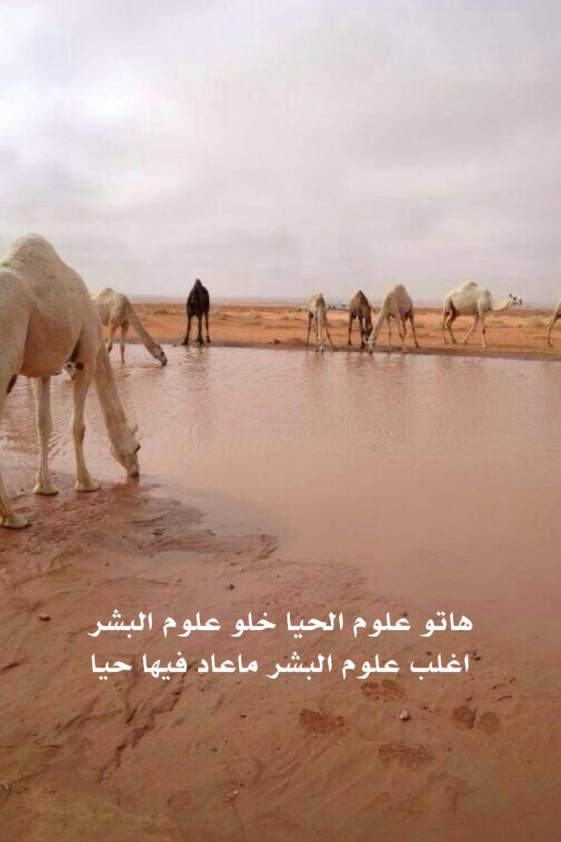 العواجي tweet media