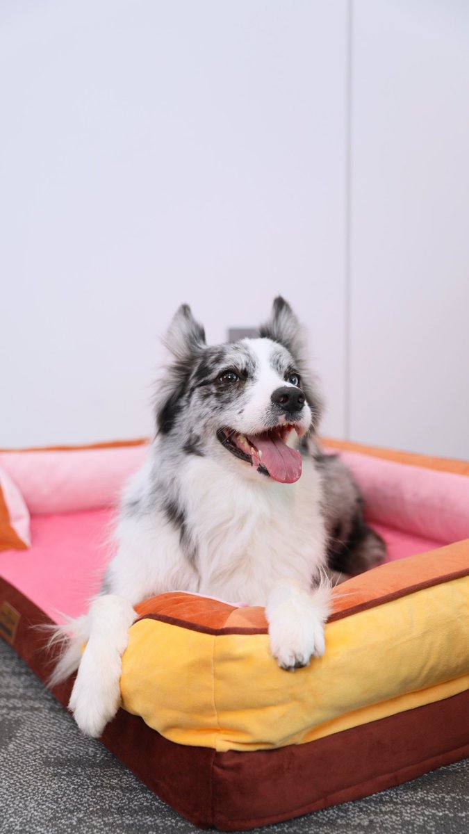 ComfortExpca's tweet image. Your dog doesn’t see beige the way you do 👀
They notice color, contrast &amp;amp; comfort 🎨⚡
So we made something they’d actually choose 🐶💛

 #doglovers #pet #dogbed #ComfortExpression #DogLife