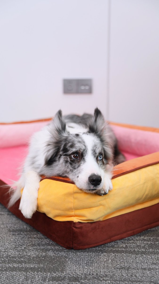 ComfortExpca's tweet image. Your dog doesn’t see beige the way you do 👀
They notice color, contrast &amp;amp; comfort 🎨⚡
So we made something they’d actually choose 🐶💛

 #doglovers #pet #dogbed #ComfortExpression #DogLife