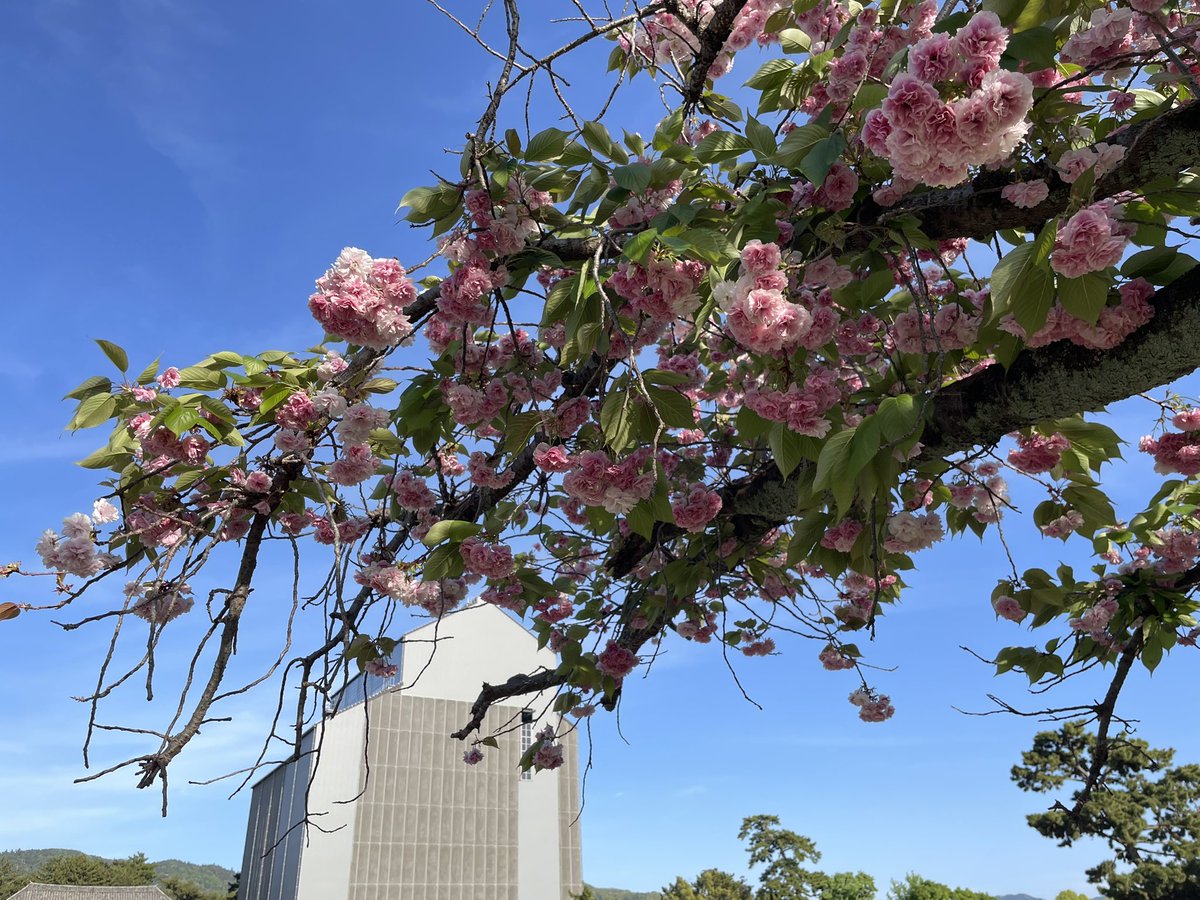 20260421夕刻、興福寺の薪能金春発祥地の碑のあたりの八重桜