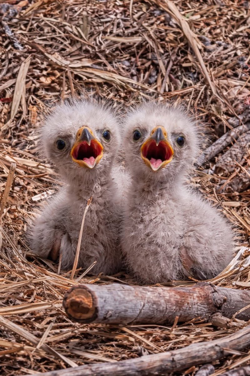 #day134ish <a href="/tmcgee2245/">TMcGee</a> <a href="/OPS_WilsonFocus/">Wilson Focus School</a> 
Today Ss successfully created a Word doc for their opinion essays!
We also watched the Big Bear eaglets!