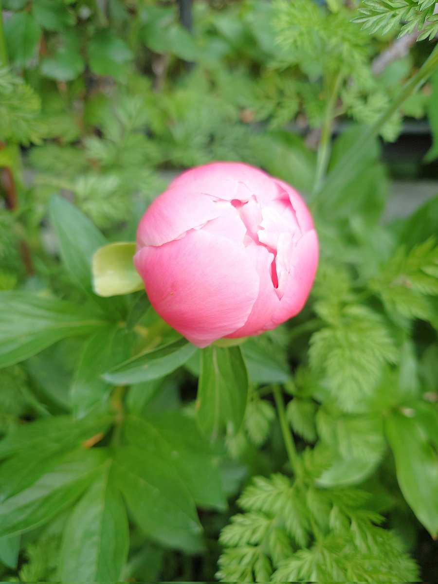 ㌍ おんたん tweet media