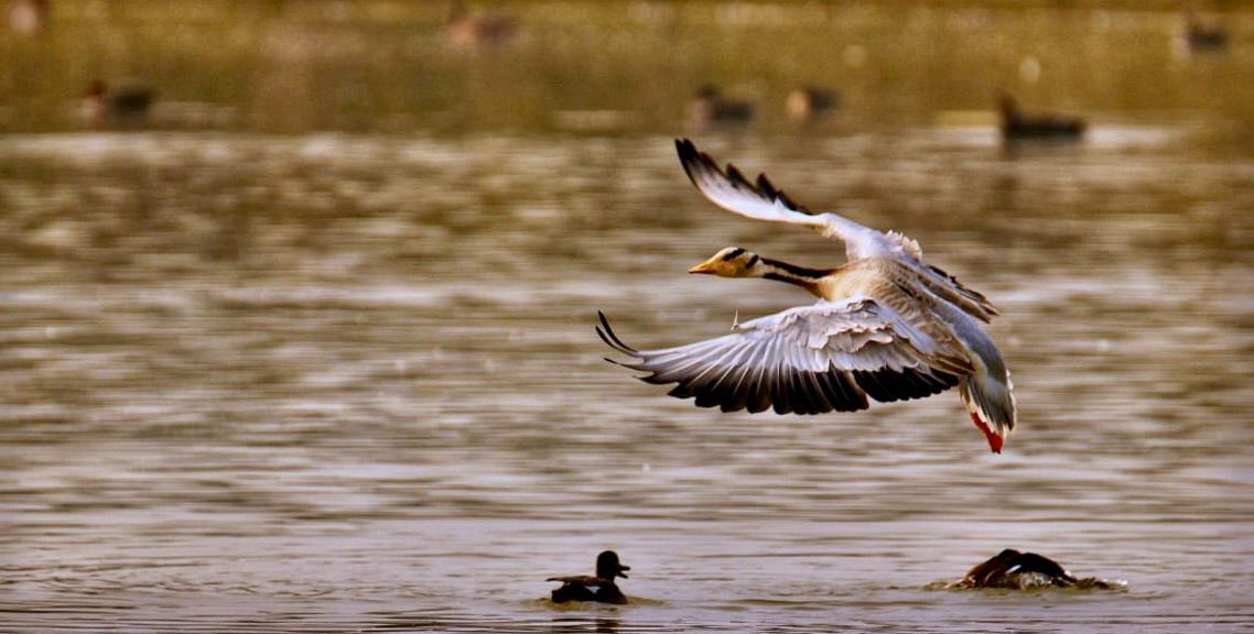 KVSinghMPGonda's tweet image. Delighted to share that Shekha Jheel Bird Sanctuary, Aligarh (Uttar Pradesh) has been designated as a Ramsar Site.

This becomes Uttar Pradesh’s 12th Ramsar Site and India’s 99th, strengthening biodiversity conservation, water security, and local livelihoods.

Located just 5 km