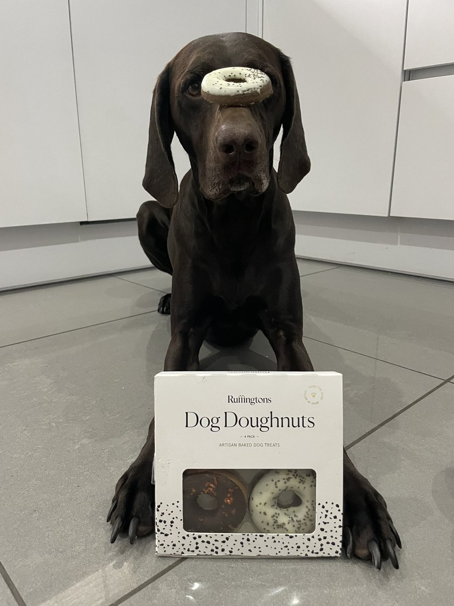 ami_sweeney2005's tweet image. Even Vera got in on the action with my #gifted @triyituk  box - @ruffingtonsuk artisan dog doughnuts. They are so tasty she pinched them out of the box as I was opening it #tasty #mynewfavorite #yum #gspoftheday