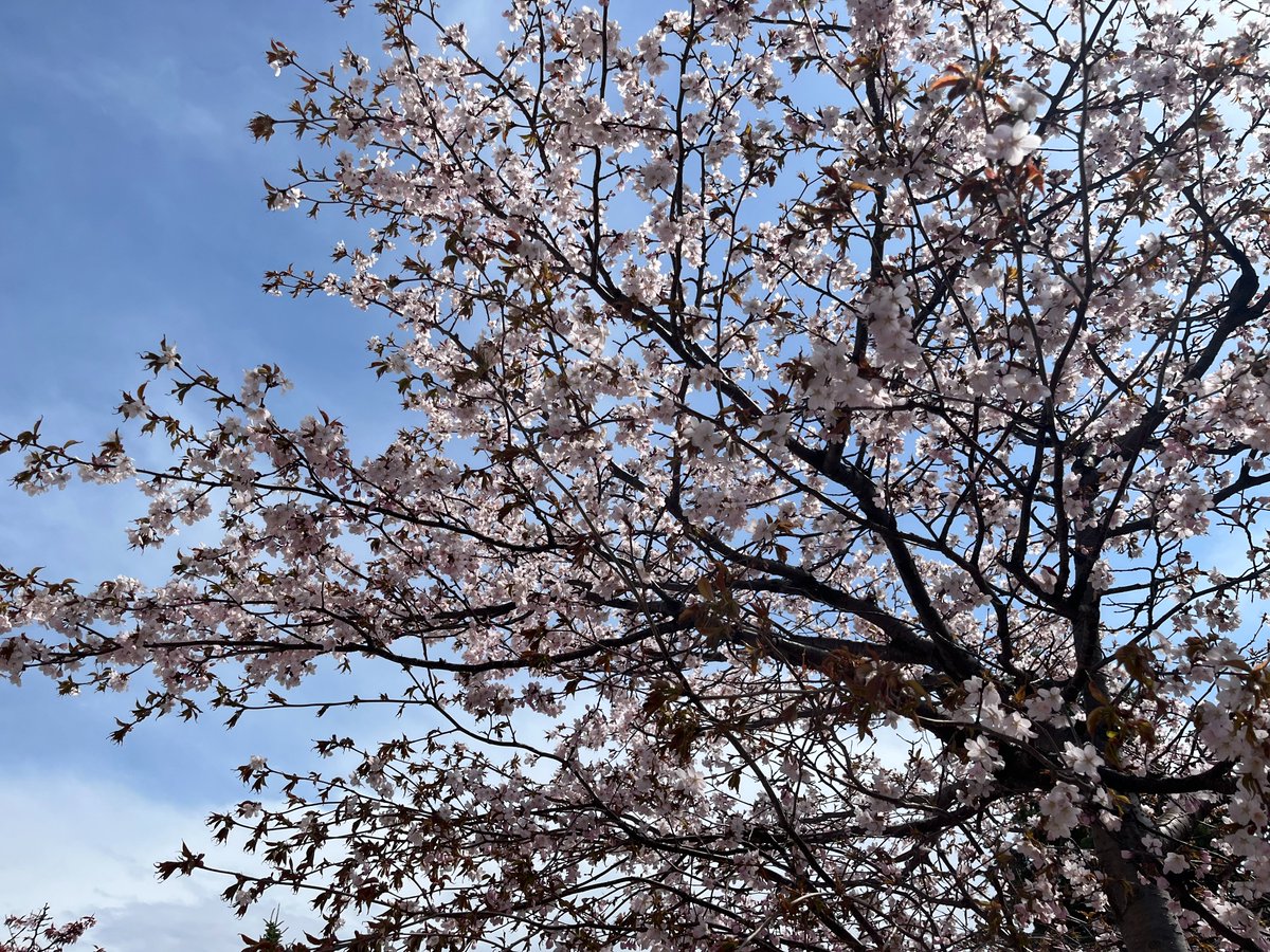 あべっち ｖ（＾▽＾）～♪ tweet media