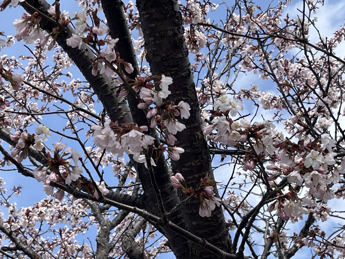 あべっち ｖ（＾▽＾）～♪ tweet media