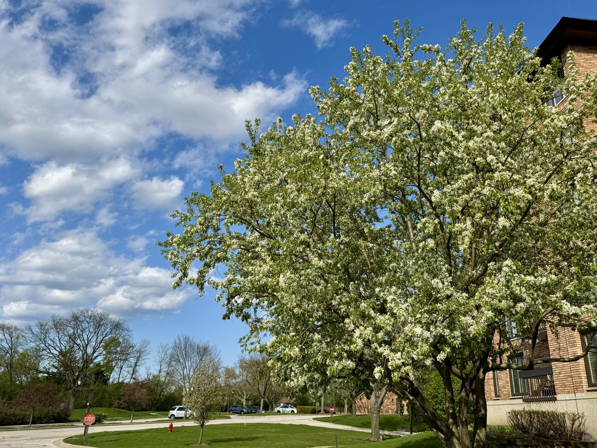 MichaelHeimlich's tweet image. Springtime-spring white tree blossoms-blooming, sunny-blue sky-cumulus clouds 4:50-55pm April 21 2026 Northbrook Illinois USA -Editorial Use Permission w/Credit: Michael Heimlich @MichaelHeimlich; #Spring #Tree #Blossoms #Blooming #Cumulus #Sky #wx #ILwx @NWSChicago #StormHour
