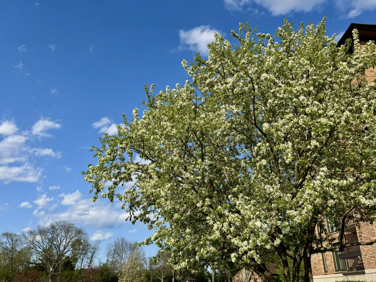 MichaelHeimlich's tweet image. Springtime-spring white tree blossoms-blooming, sunny-blue sky-cumulus clouds 4:50-55pm April 21 2026 Northbrook Illinois USA -Editorial Use Permission w/Credit: Michael Heimlich @MichaelHeimlich; #Spring #Tree #Blossoms #Blooming #Cumulus #Sky #wx #ILwx @NWSChicago #StormHour