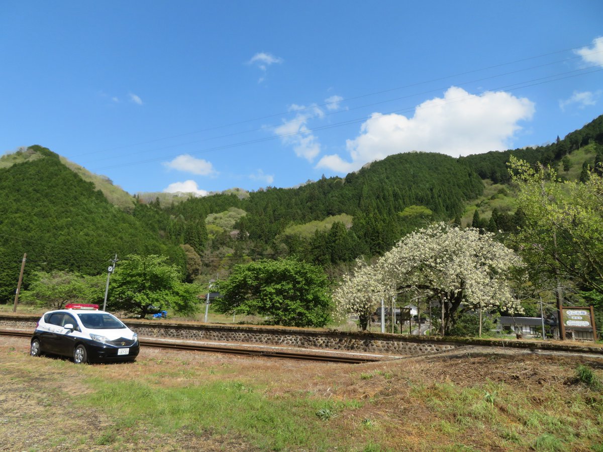 okayama_police's tweet photo. 【新見警察署】
新見市内に『うこん桜』という黄色い桜が咲いている駅があります🚃
新緑豊かな山とのどかな風景が桜をより美しく魅せています。
新見にお越しの際は安全運転で来てね❗️

今日も「ゆっくり走ろう にいみ」🚓 https://t.co/IedF4U7G6d