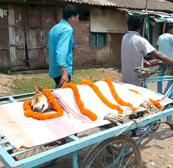अपनी जान की कुर्बानी देकर इस dog ने लगभग 30 बच्चों की जान बचाई है 

बात है Odisha के श्री जगन्नाथ शिशु विद्या मंदिर school की 
जहाँ करीब 30 बच्चे ground में बैठे हुए थे 

तभी वहाँ एक बेहद ज़हरीला snake आ गया 

जब इस dog ने देखा कि snake बच्चों को नुकसान पहुँचा सकता है 
तो वो बिना