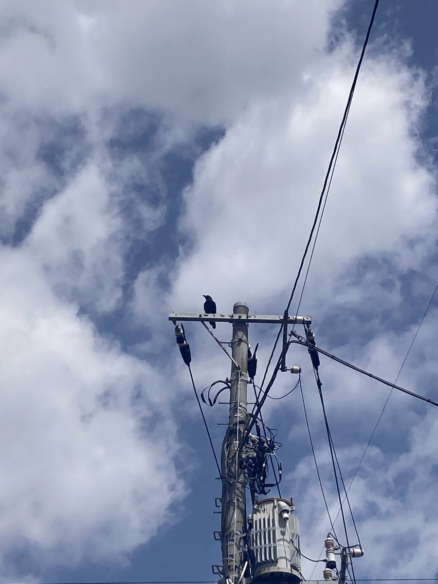 価格交渉多いので、さらに値引きにしました。引き込み電柱 引込柱 NAポール LSM-76Z 61587 メッキ（Z）日本ネットワークサポート