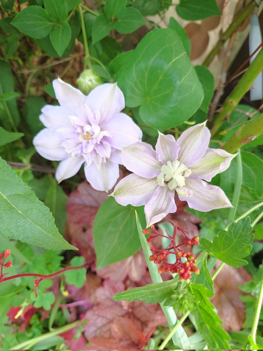 ㌍ おんたん tweet media