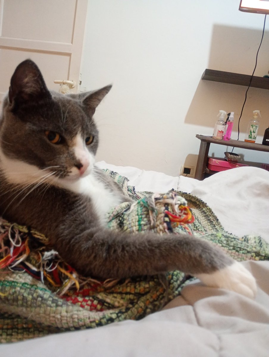 NANUBOU's tweet image. Tengo un señor apoyado en un bar pidiendo un whisky #cats #love