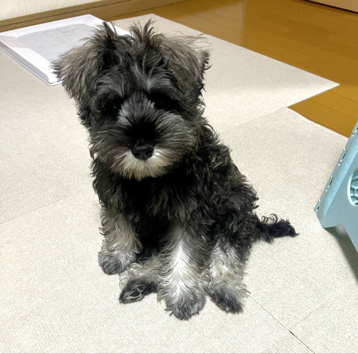 __asachandesu's tweet image. この座り方が可愛すぎる🥱🩶

#ミニチュアシュナウザー #犬好きな人と繋がりたい #犬との生活