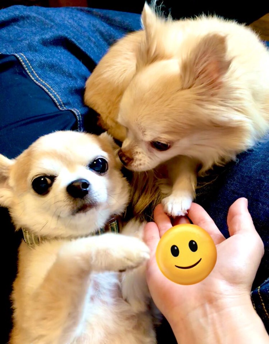 🌈マーチとメイちゃんのマメ日記🐶🍊🐬 tweet media