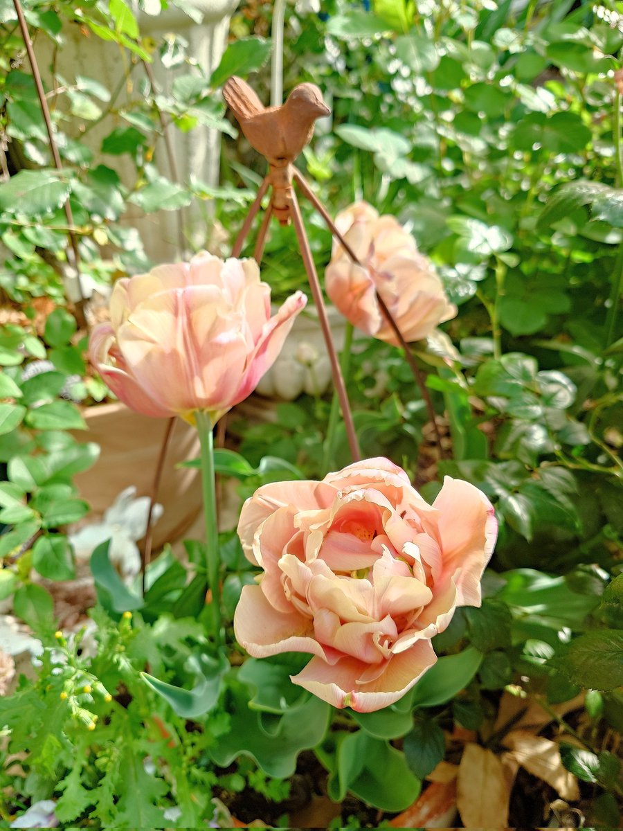 ㌍ おんたん tweet media