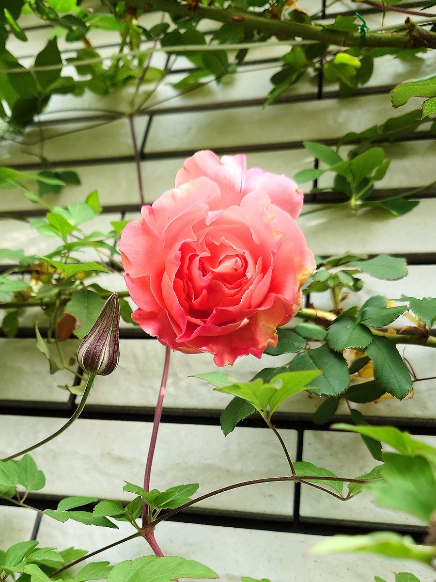 ㌍ おんたん tweet media