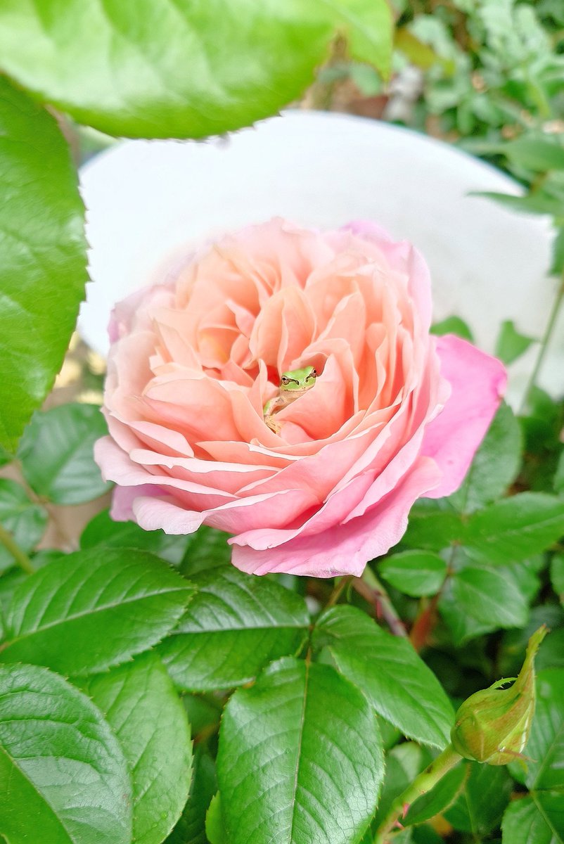 ㌍ おんたん tweet media