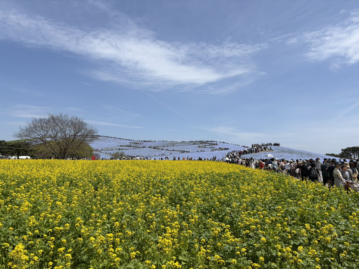 コージー 53 tweet media