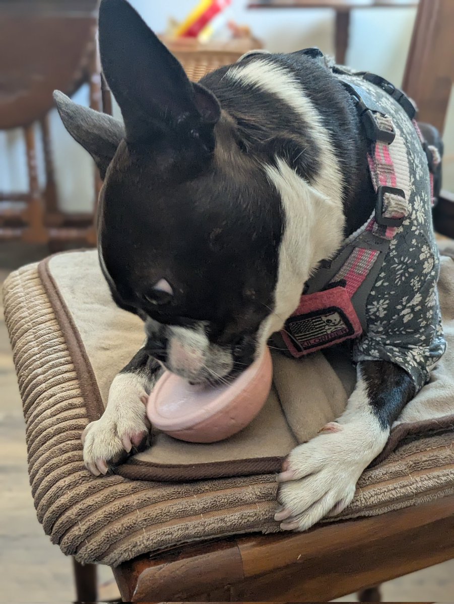 Ｋ(仮名)【ピエラー】 tweet media