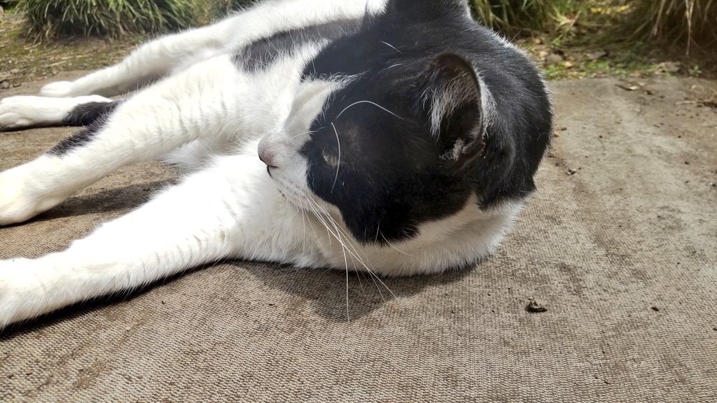 dgyt2010's tweet photo. こんにちは
堂ケ谷戸製茶🍵です
わが家の看板猫福🐈‍⬛が20日で10歳になりました🎉
不調が出やすくなるお年頃に近づいていますが、まだまだ元気でいて欲しいのでおやつにneco-riをあげ始めました
ゆったり寛ぐ福🐈‍⬛をみているとこっちまで癒されます
これからも福🐈‍⬛との時間を大切にしていきたいです😺 https://t.co/7CbcBeWN9q