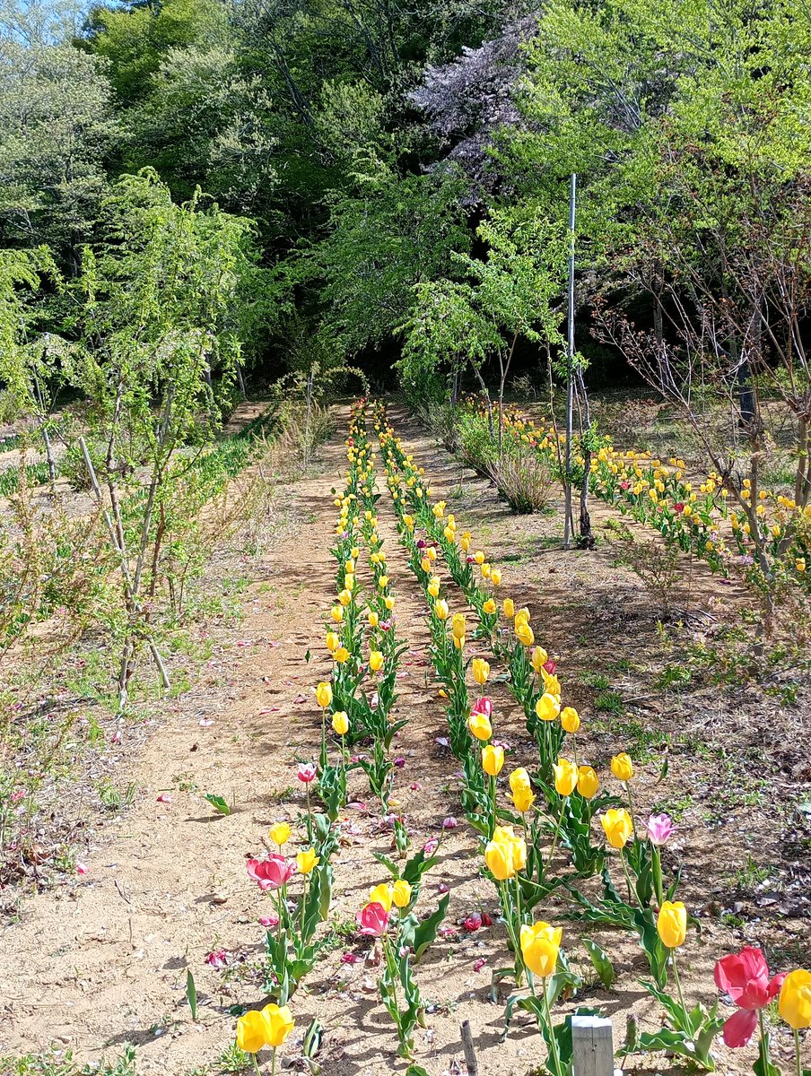 ADCkankou's tweet photo. みしま桜の里
2026.4.22
開花状況:散り始め！

見頃は過ぎましたが、まだ、頑張って花をつけてます。🌸🌷

#桜 #さくら #二本松の桜 ＃SAKURA  #福島県二本松市 #二本松市 ＃福島県 ＃二本松 #福島 #ふくしま #花見 https://t.co/7oHbwb06Rl