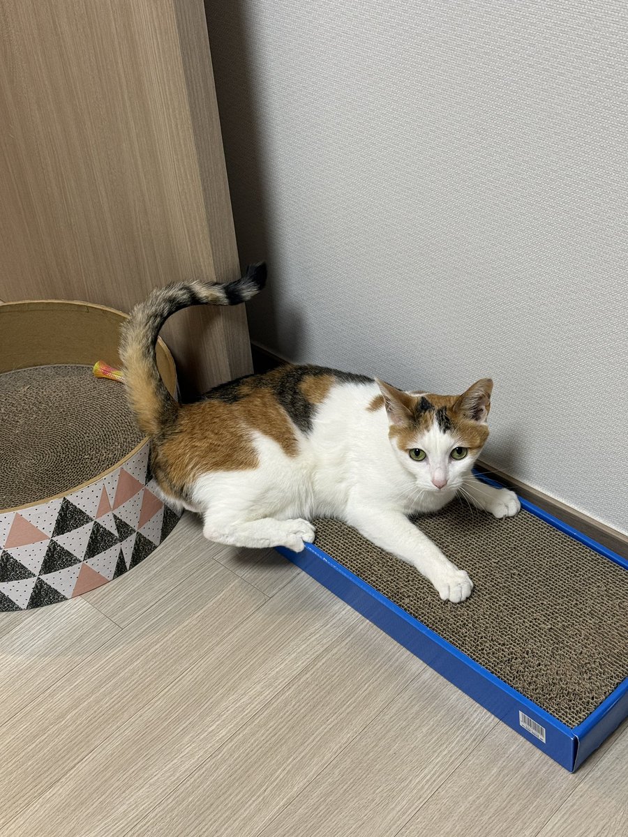 tarriethecat tweet picture