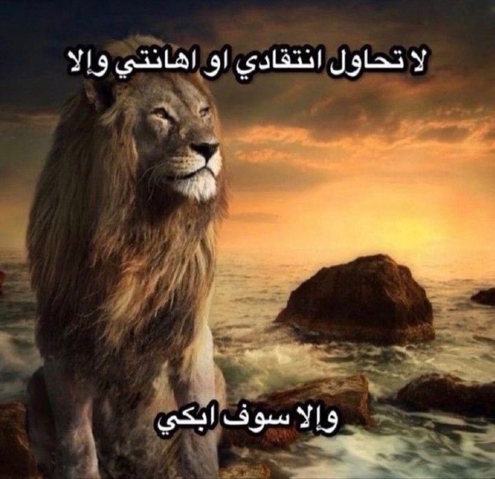 Maha Alkhaldi 🇸🇦 tweet media