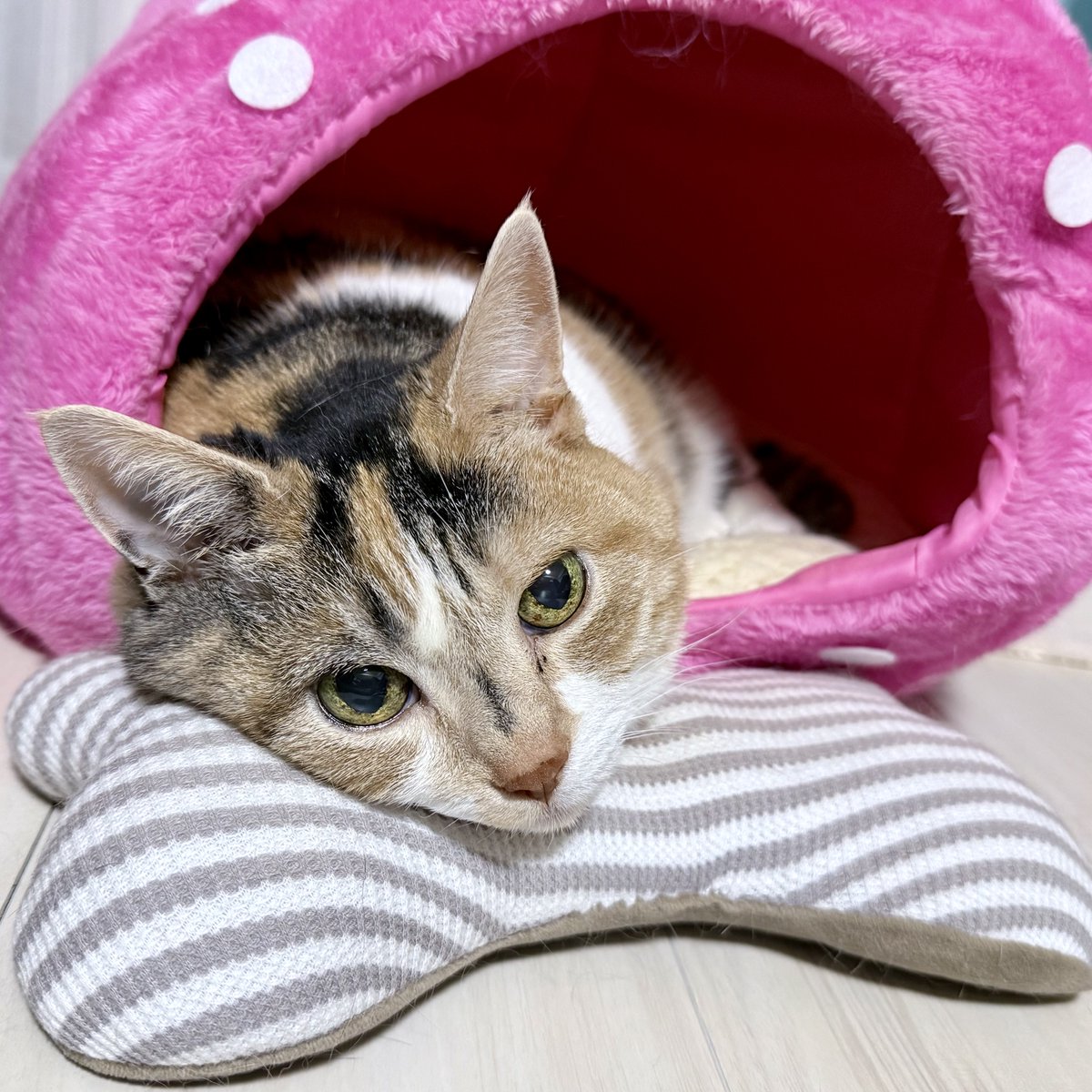 チューと言えばニャー tweet media