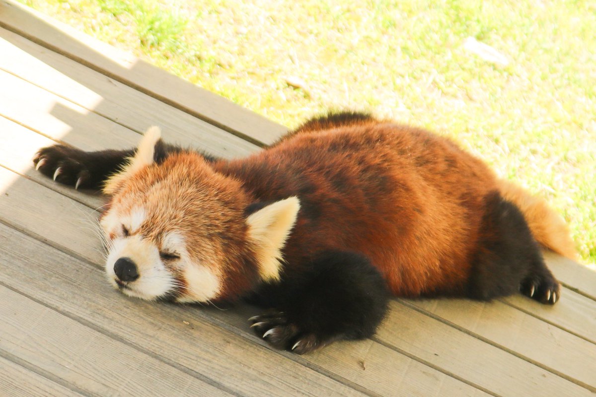 べっちゃーパンダに邂逅
f5.6 55mm 1/125s
⁡
 #福井県  #西山動物園  #レッサーパンダ  #べっちゃーパンダ  #redpandas