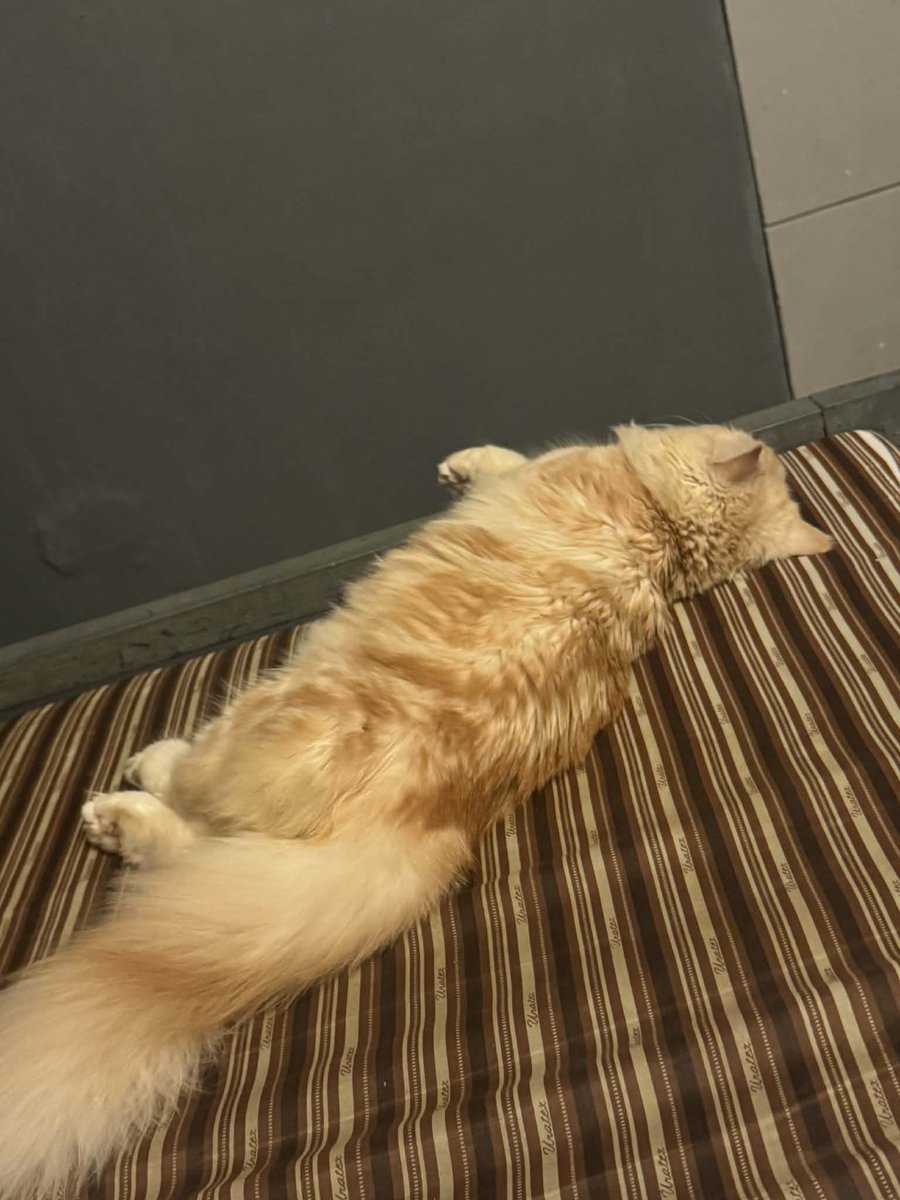 waffles 🧇 tweet media