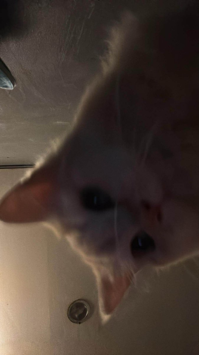 waffles 🧇 tweet media