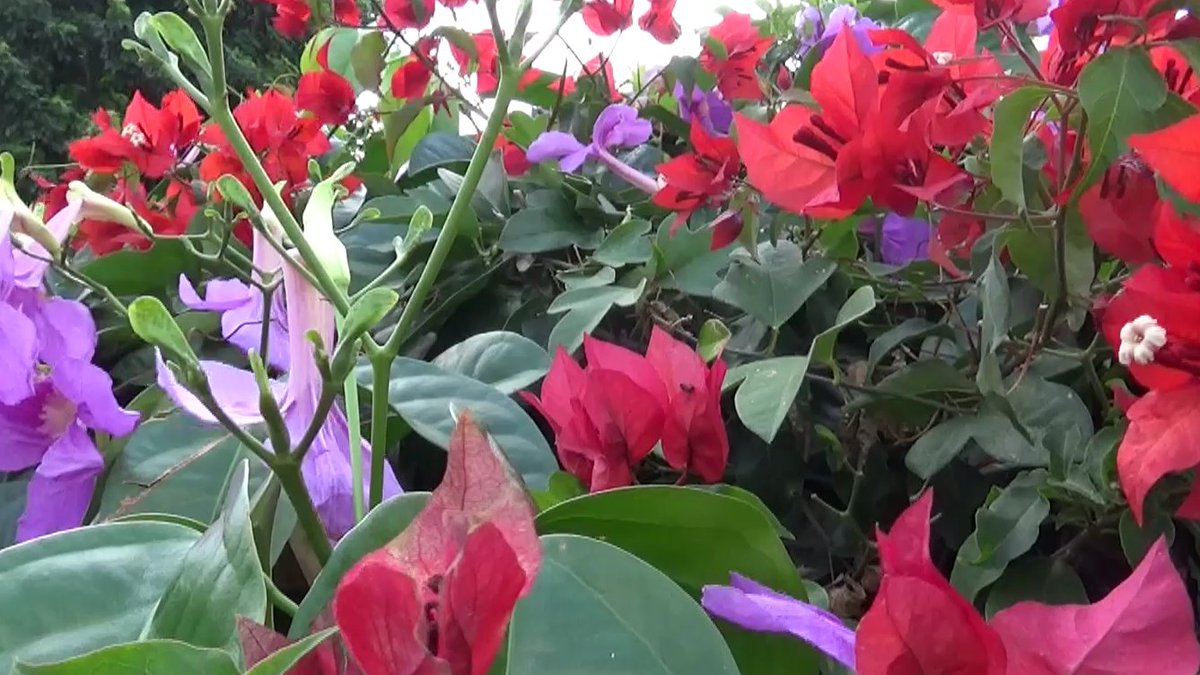 Splendor at the edge of the forest tweet media