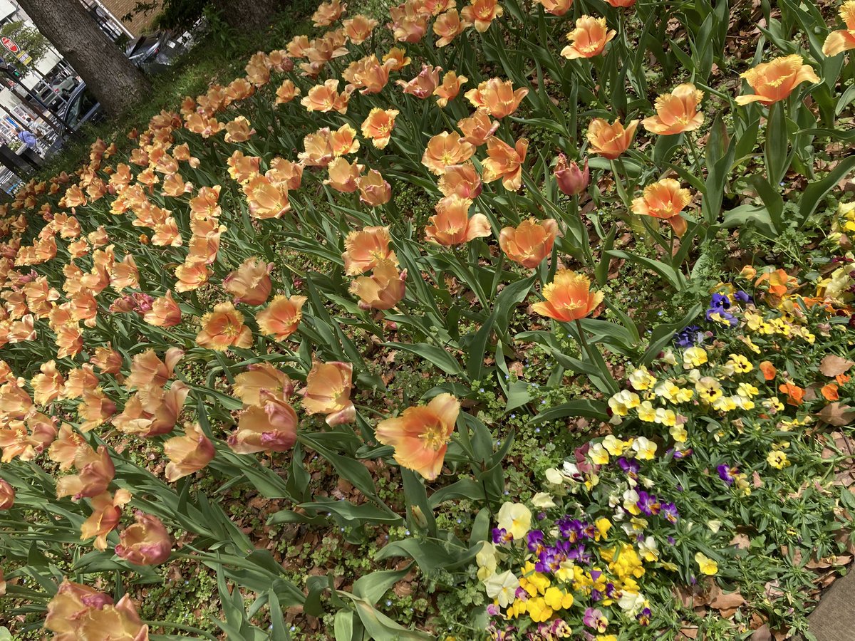 ぴゆち🍡 tweet media