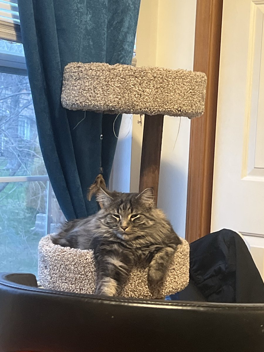 angxlien's tweet photo. i miss my person ! here’s my cats &amp; a cute pigeon squashmallow https://t.co/xLDIvROOPX