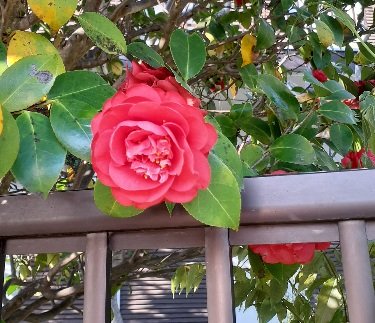 JvIris's tweet photo. 庭の花
暖かくなって、咲き始めました。
藤に、椿、杏 https://t.co/jRLVGNfrNQ