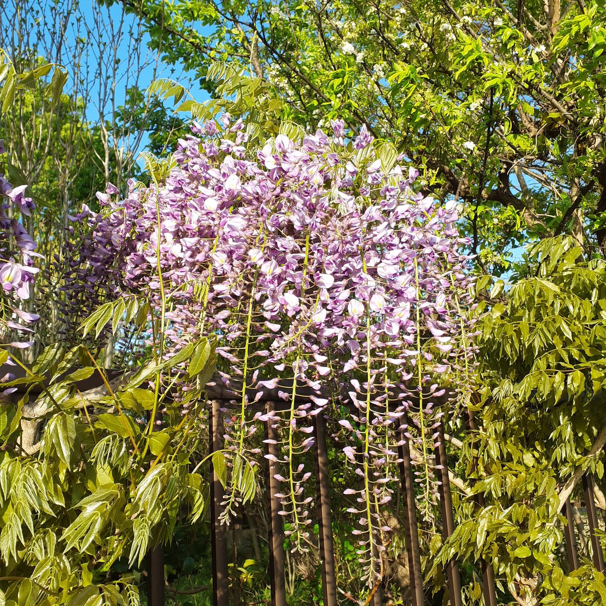 JvIris's tweet photo. 庭の花
暖かくなって、咲き始めました。
藤に、椿、杏 https://t.co/jRLVGNfrNQ