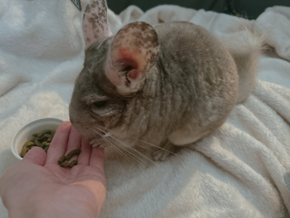 手に乗せた方がご飯食べてくれる