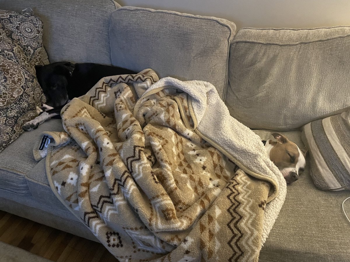 ThunderAngel454's tweet image. #dogs