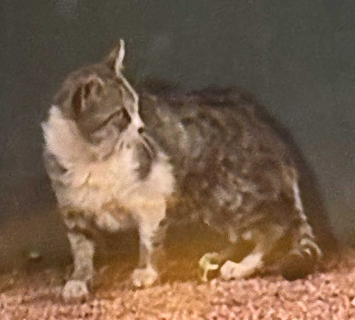 ronbks's tweet photo. Hogs WIN 12-4!!! Rally Cat. https://t.co/HQ6Fl0npSn