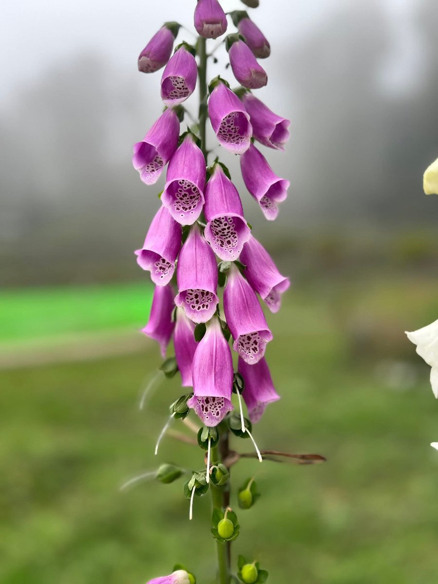 a_chakraborthy's tweet image. Good morning friends.. have a wonderful wednesday... 

#GoodMorningX #FlowersOnX #wednesday #theme_pic_India_flowers