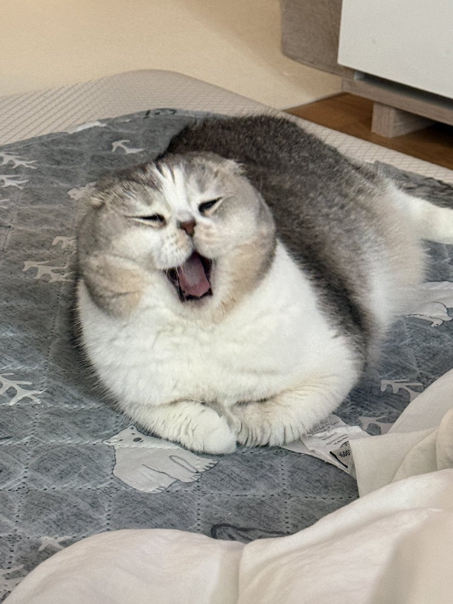 bami_goon's tweet photo. too tired #cat #scottishfold #cutecat https://t.co/STa0HvAKm5