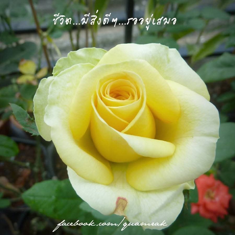 Good morning <a href="/Saint_sup/">Saintsup 🎬</a> ✨️
Wherever you are, I hope everything is going well.
I just wanted to remind you that, even though I’m not always around, you are cherished and loved for who you are and for everything you give.
#อรุณสวัสดิ์เซ้นต์ซุป
#Saint_sup #MingEr 
#เซ้นต์ศุภพงษ์