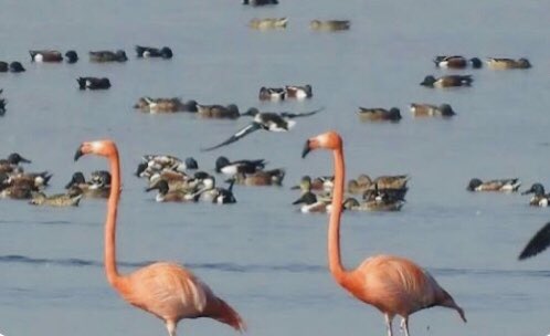 Juan Manuel Pach ♑️ tweet media